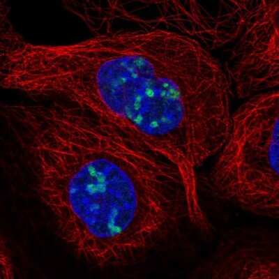 Immunocytochemistry/ Immunofluorescence: LURAP1L Antibody [NBP1-90796]
