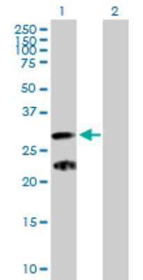 Western Blot: C9orf152 Antibody [H00401546-B01P]