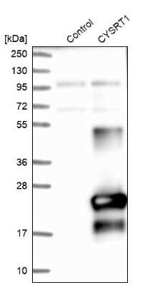 Western Blot: Cysteine Rich Tail 1 Antibody [NBP1-81056]