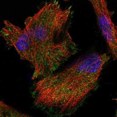 Immunocytochemistry/ Immunofluorescence: AJM1 Antibody [NBP1-90935]