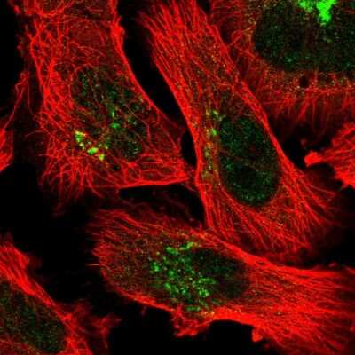 Immunocytochemistry/ Immunofluorescence: FAM219A Antibody [NBP2-55649]