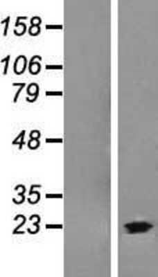 Western Blot: C9orf37 Overexpression Lysate [NBL1-08594]