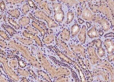 Immunohistochemistry-Paraffin: C9orf40 Antibody [NBP3-05929]
