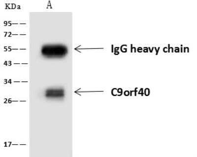 Immunoprecipitation: C9orf40 Antibody [NBP3-05929]