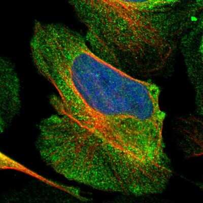 Immunocytochemistry/ Immunofluorescence: TMEM245 Antibody [NBP1-90633]