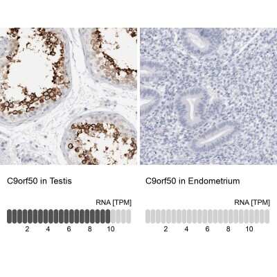 Immunohistochemistry-Paraffin: C9orf50 Antibody [NBP1-93824]