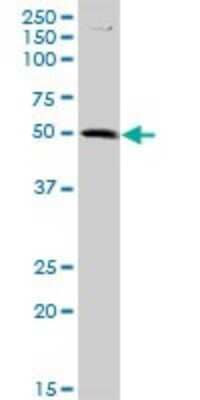 Western Blot: SPATA6L Antibody [H00055064-B01P]