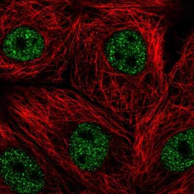 Immunocytochemistry/ Immunofluorescence: TMEM250 Antibody [NBP2-49472]