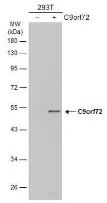 Western Blot: C9orf72 Antibody (GT1553) [NBP3-13622]