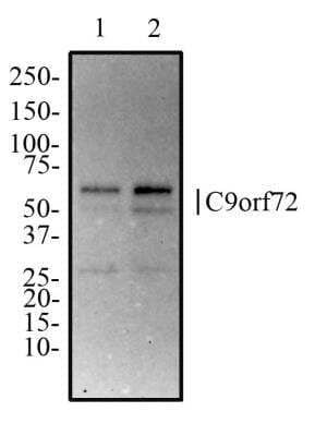 Western Blot: C9orf72 AntibodyBSA Free [NBP2-47146]