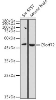 Western Blot: C9orf72 AntibodyAzide and BSA Free [NBP2-92755]