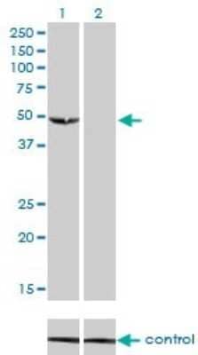 Western Blot: Adenylate Kinase 8 Antibody (3B8) [H00158067-M01]