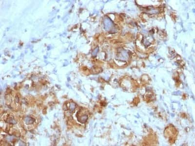 Immunohistochemistry-Paraffin: CA19-9/Sialyl Lewis A Antibody (121SLE) [NBP2-45188]