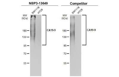 Western Blot: CA19-9/Sialyl Lewis A Antibody (GT174) [NBP3-13649]