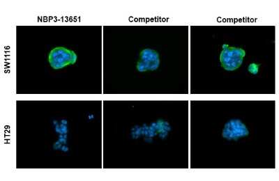Immunocytochemistry/ Immunofluorescence: CA19-9/Sialyl Lewis A Antibody (GT252) [NBP3-13651]