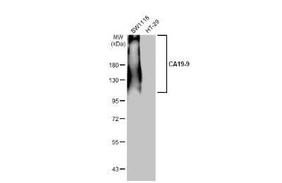 Western Blot: CA19-9/Sialyl Lewis A Antibody (GT252) [NBP3-13651]