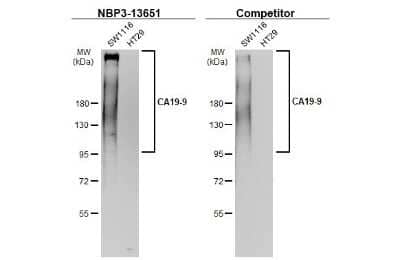 Western Blot: CA19-9/Sialyl Lewis A Antibody (GT252) [NBP3-13651]