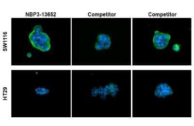 Immunocytochemistry/ Immunofluorescence: CA19-9/Sialyl Lewis A Antibody (GT8510) [NBP3-13652]