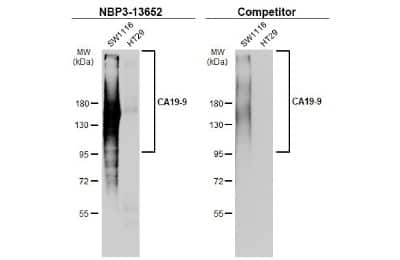 Western Blot: CA19-9/Sialyl Lewis A Antibody (GT8510) [NBP3-13652]