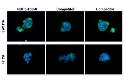 Immunocytochemistry/ Immunofluorescence: CA19-9/Sialyl Lewis A Antibody (GT933) [NBP3-13650]