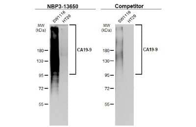 Western Blot: CA19-9/Sialyl Lewis A Antibody (GT933) [NBP3-13650]