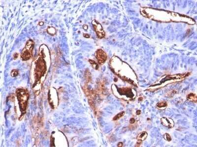 Immunohistochemistry-Paraffin: CA19-9/Sialyl Lewis A Antibody (SPM588) [NBP2-45199]