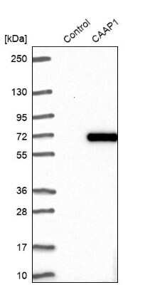 Western Blot: CAAP1 Antibody [NBP1-94019]