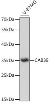 Western Blot: CAB39 AntibodyAzide and BSA Free [NBP2-92297]