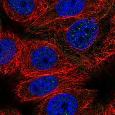 Immunocytochemistry/ Immunofluorescence: CABLES2 Antibody [NBP2-58453]