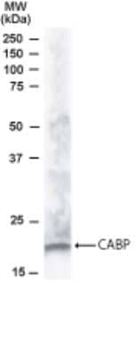 Western Blot: CABP1 Antibody [NB100-1087]