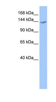 Western Blot: CACHD1 Antibody [NBP1-59989]