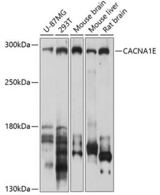 Western Blot: CACNA1E AntibodyBSA Free [NBP2-92004]