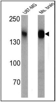 Western Blot: CACNA2D1 Antibody (20A) [NB120-2864]