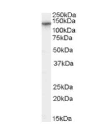 Western Blot: CACNA2D1 Antibody [NB100-60951]