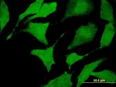 Immunocytochemistry/ Immunofluorescence: CACNA2D2 Antibody (4E3) [H00009254-M12]