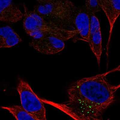 Immunocytochemistry/ Immunofluorescence: CACNA2D2 Antibody [NBP2-57784]