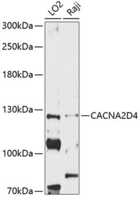 Western Blot: CACNA2D4 AntibodyAzide and BSA Free [NBP2-92074]