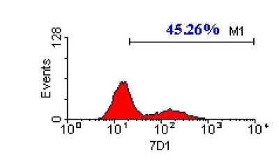 Flow Cytometry: CACNB3 Antibody (7D1) [NBP3-13514]
