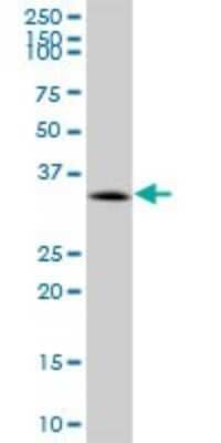 Western Blot: CACNG1 Antibody [H00000786-B01P]