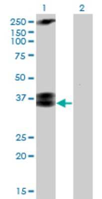 Western Blot: CACNG3 Antibody (3E4) [H00010368-M01]