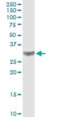 Western Blot: CACNG3 Antibody [H00010368-B01P]