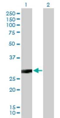 Western Blot: CACNG3 Antibody [H00010368-B01P]