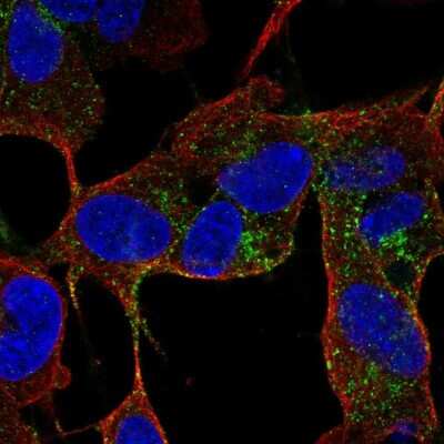 Immunocytochemistry/ Immunofluorescence: CACNG4 Antibody [NBP2-55863]