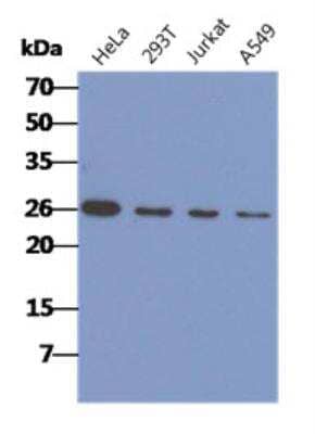 Western Blot: CACYBP Antibody (3G8)BSA Free [NBP2-42677]