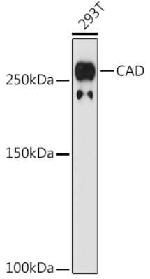 Western Blot: CAD Antibody (0O8D6) [NBP3-16650]