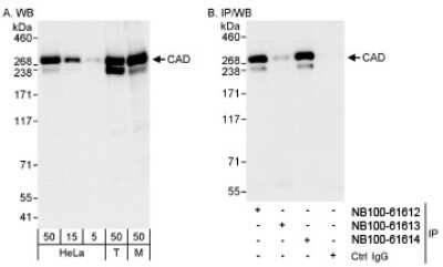 Western Blot: CAD Antibody [NB100-61613]