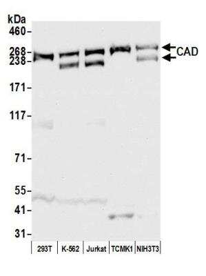 Western Blot: CAD Antibody [NB100-61614]