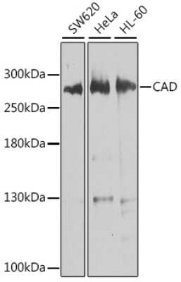 Western Blot: CAD AntibodyBSA Free [NBP2-92924]