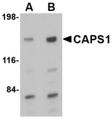 Western Blot: CADPS AntibodyBSA Free [NBP1-77323]