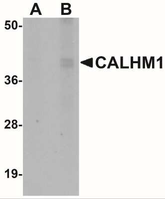 Western Blot: CALHM1 AntibodyBSA Free [NBP1-77112]